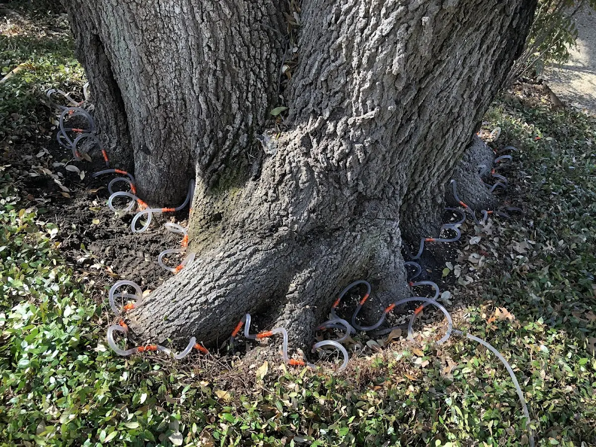 Detailed Tree Cabling and Bracing job site in Pryor