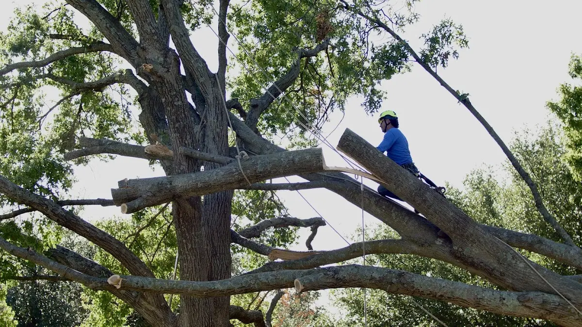 Professional Crown Thinning performed by certified arborists in Pryor