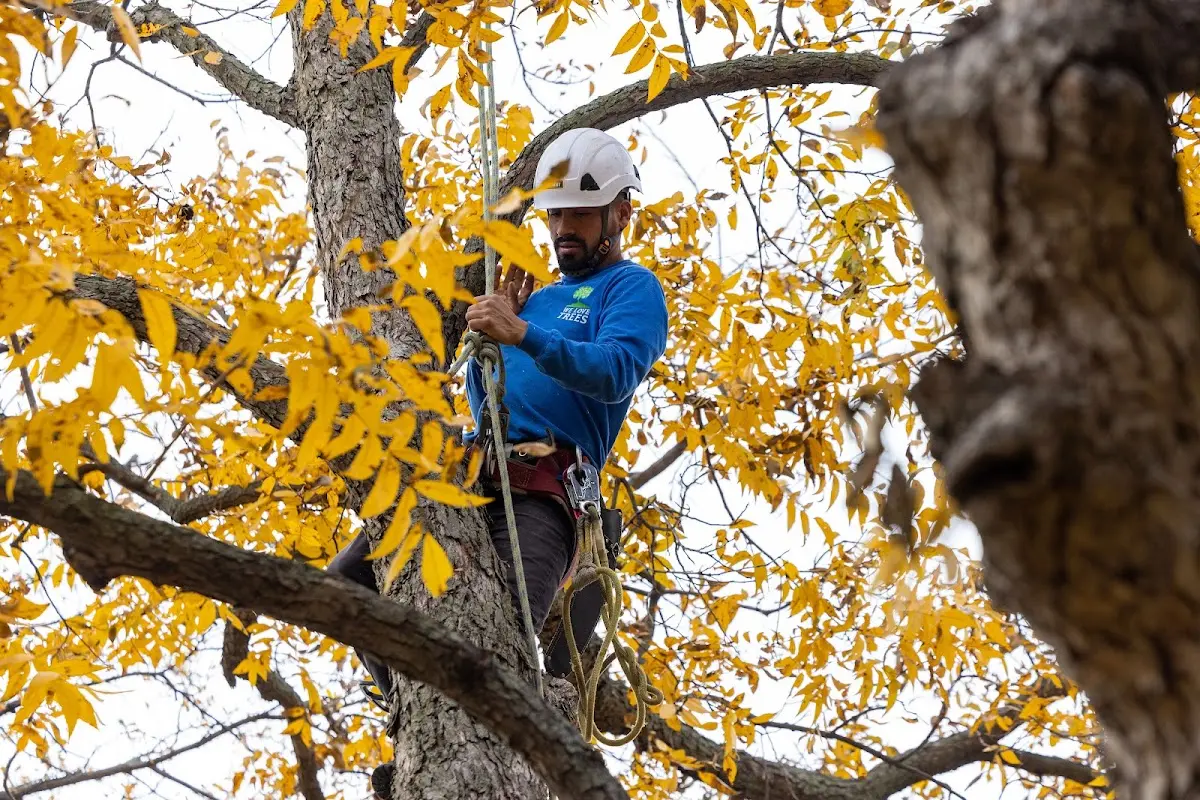 Skilled Emergency Tree Service crew working in Pryor